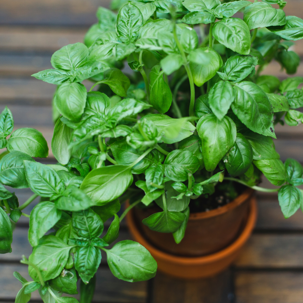 Herbs