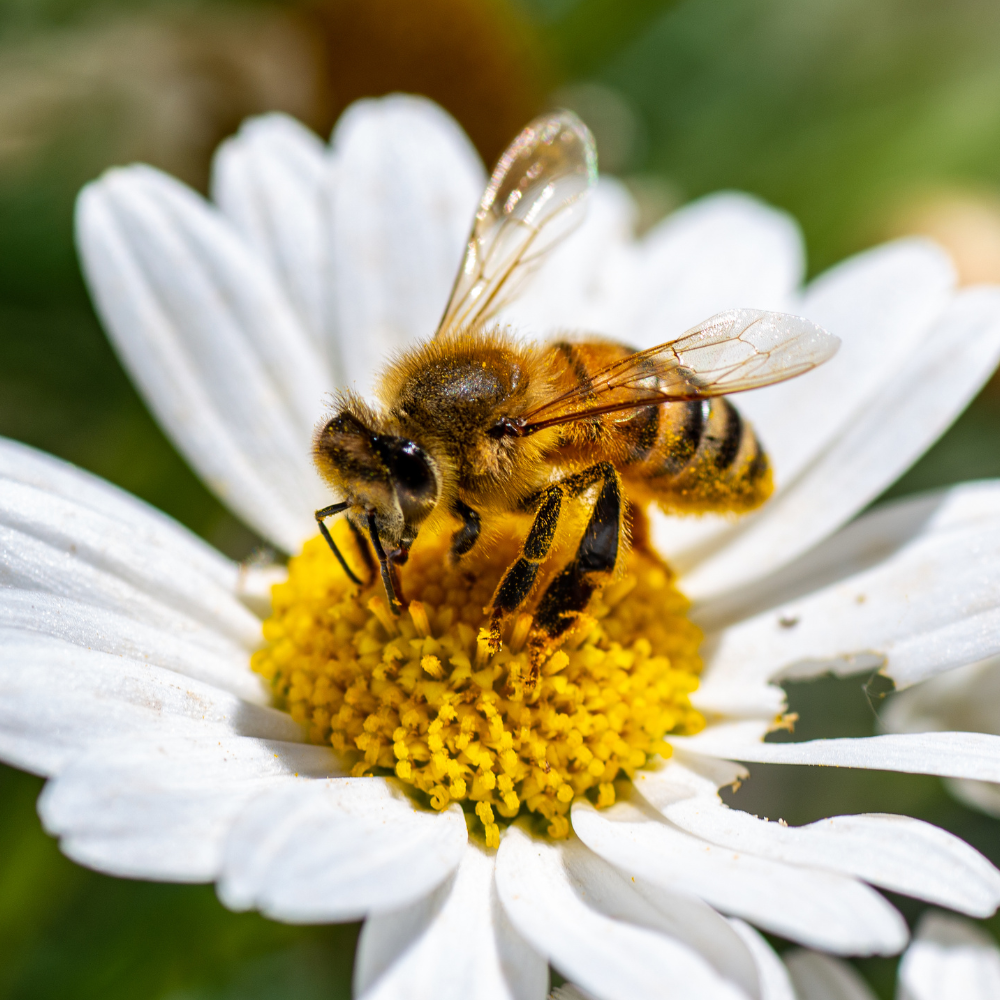 Bee & Butterfly Haven