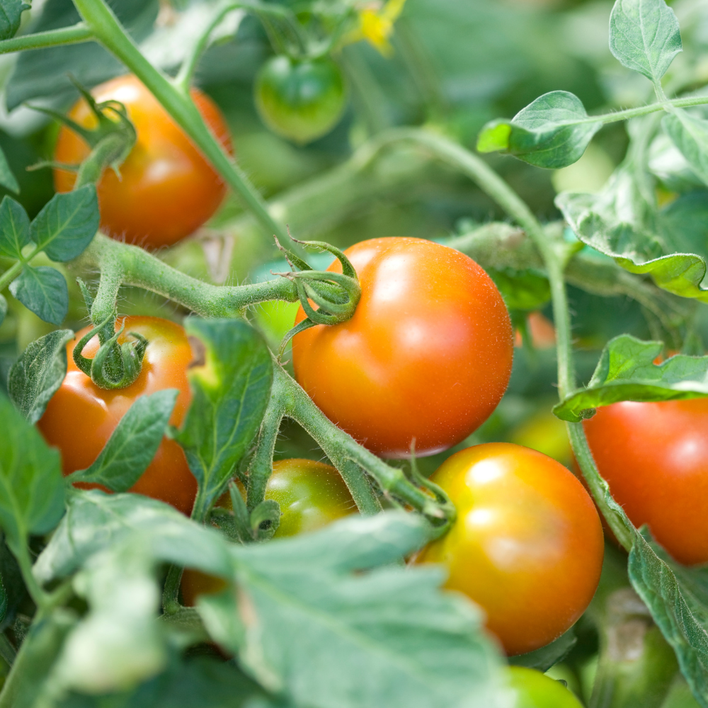 Vegetables