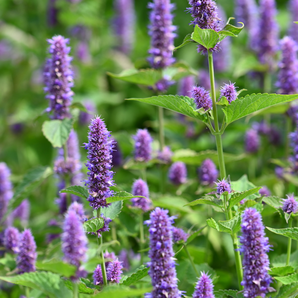 Anise Hyssop