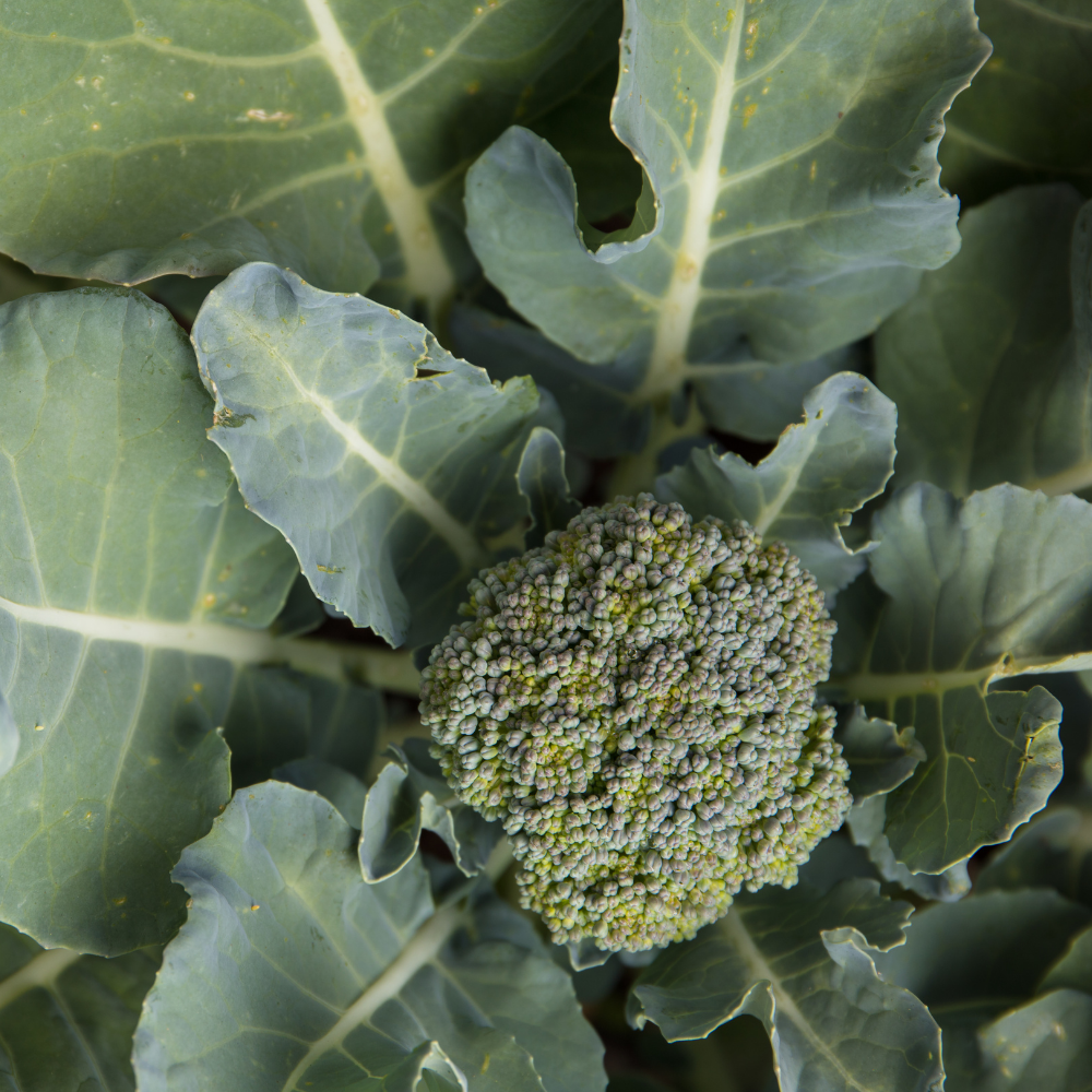 Broccoli- Green Sprouting Calabrese