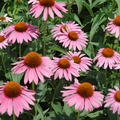 Echinacea