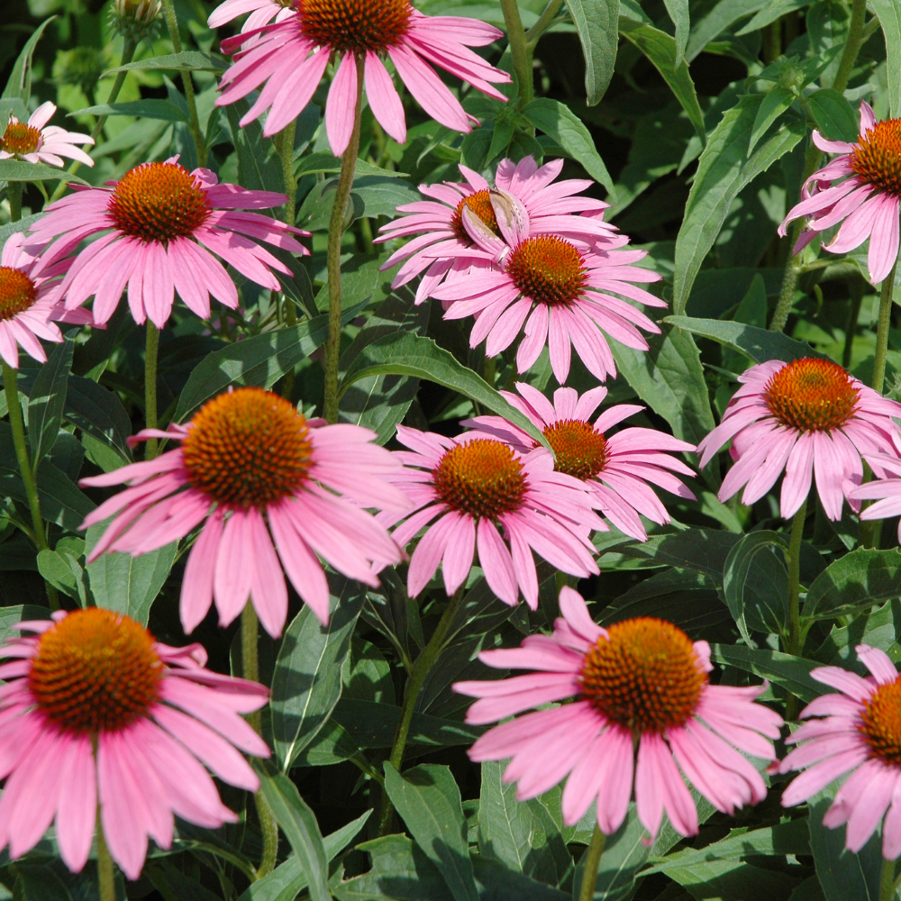 Echinacea