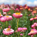 Everlasting Daisy - Pink & White