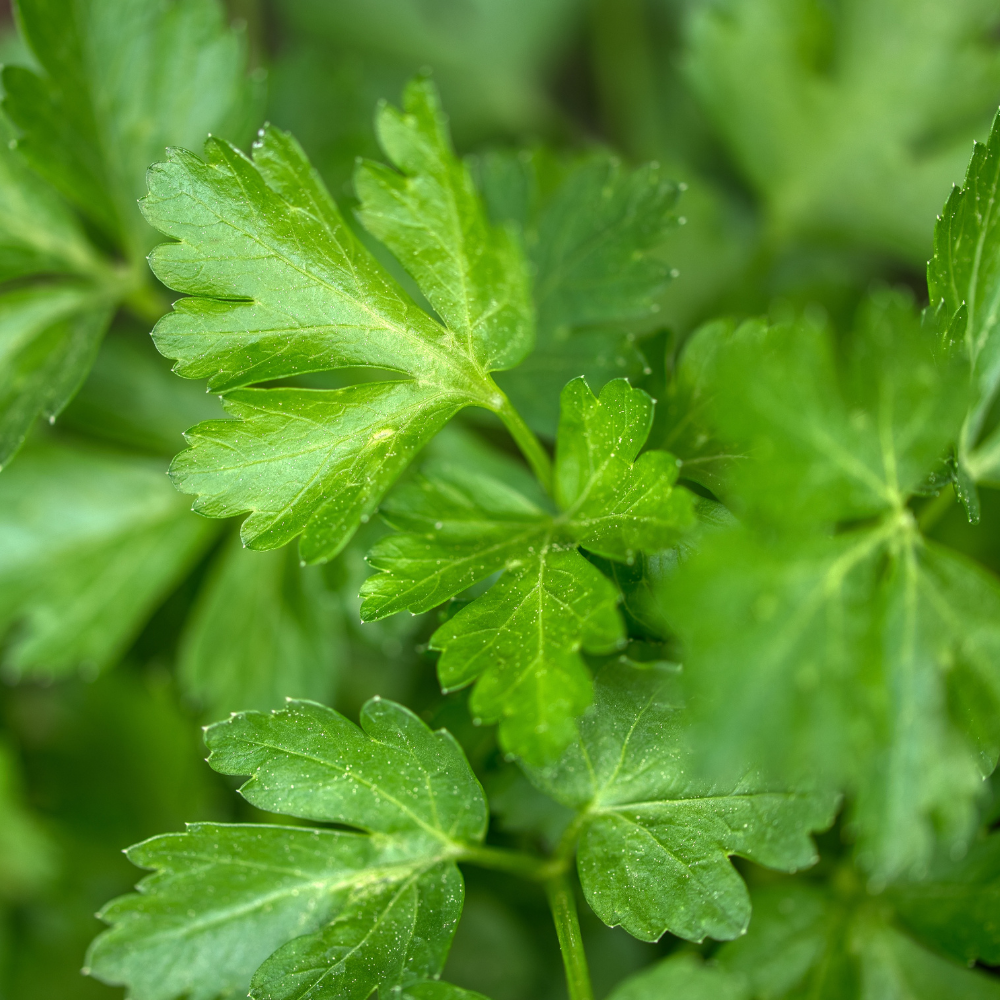 Italian Parsley