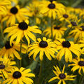 Rudbeckia Marmalade