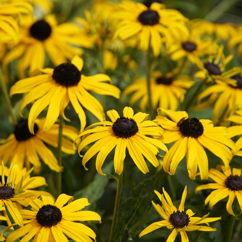 Rudbeckia Marmalade