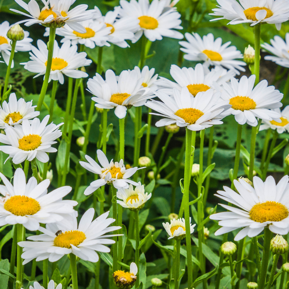 Shasta Daisy