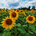 Sunflower - Giant Single