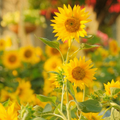 Sunflower - Sunbird