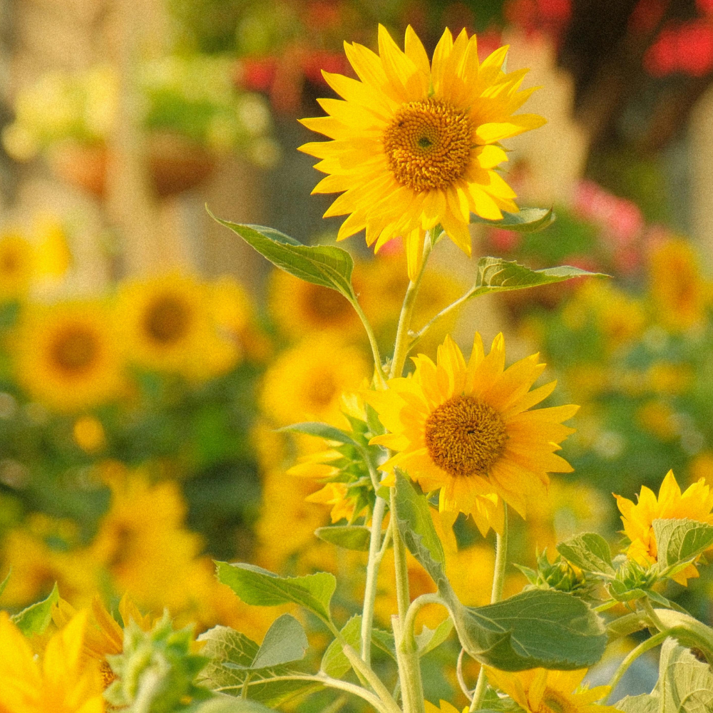 Sunflower - Sunbird