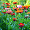 Zinnia Burpeeana Mix