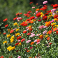 Zinnia - Lilliput Mix