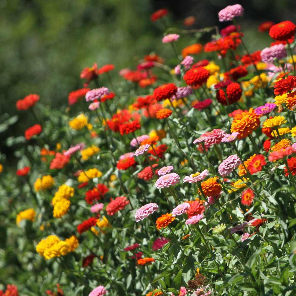 Zinnia - Lilliput Mix