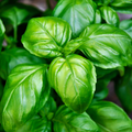 Basil- Genovese
