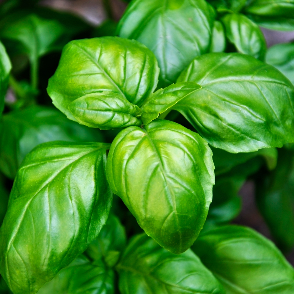 Basil- Genovese