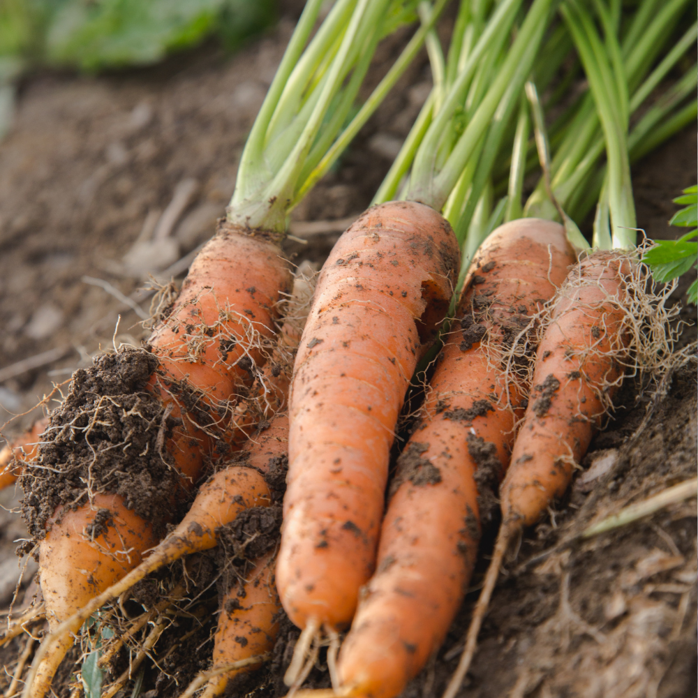 Carrot - Muscade