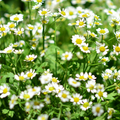 Chamomile - German