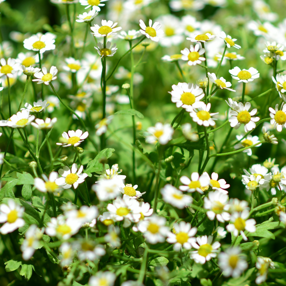 Chamomile - German