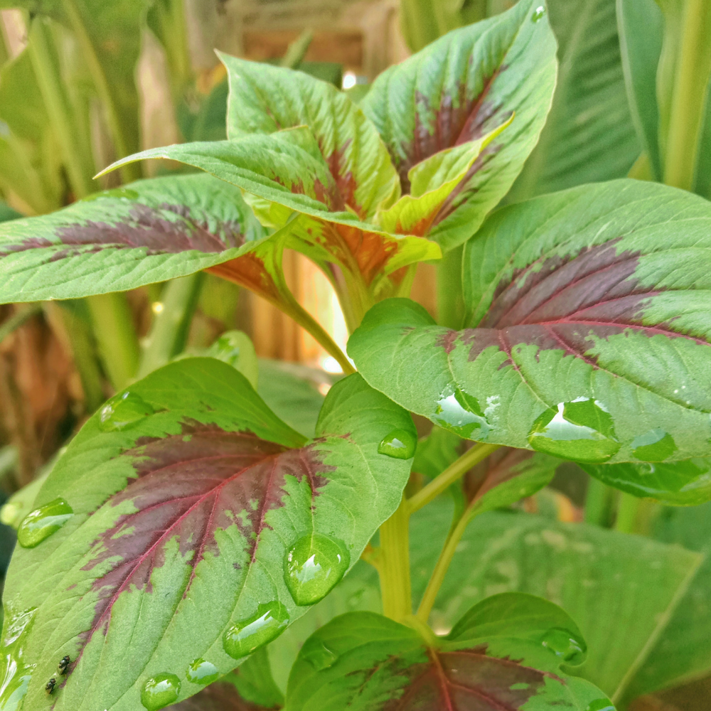 Chinese Spinach - Amaranthus Tricolor