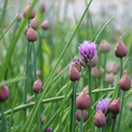 Chives