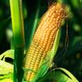 Corn, Sweet - Golden Bantam
