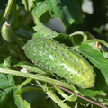Cucumber- Marketmore