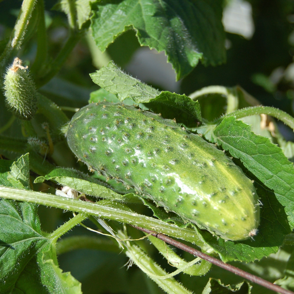Cucumber- Marketmore