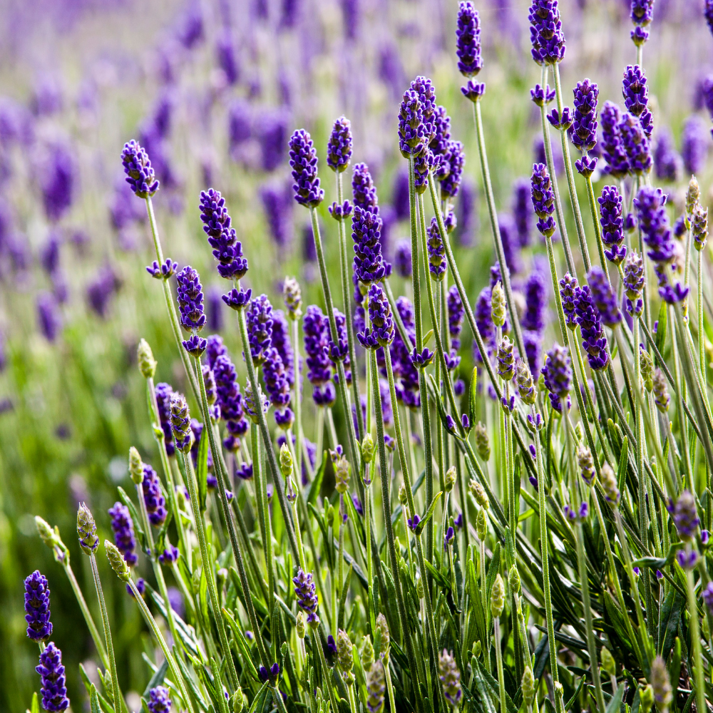 Lavender- True English