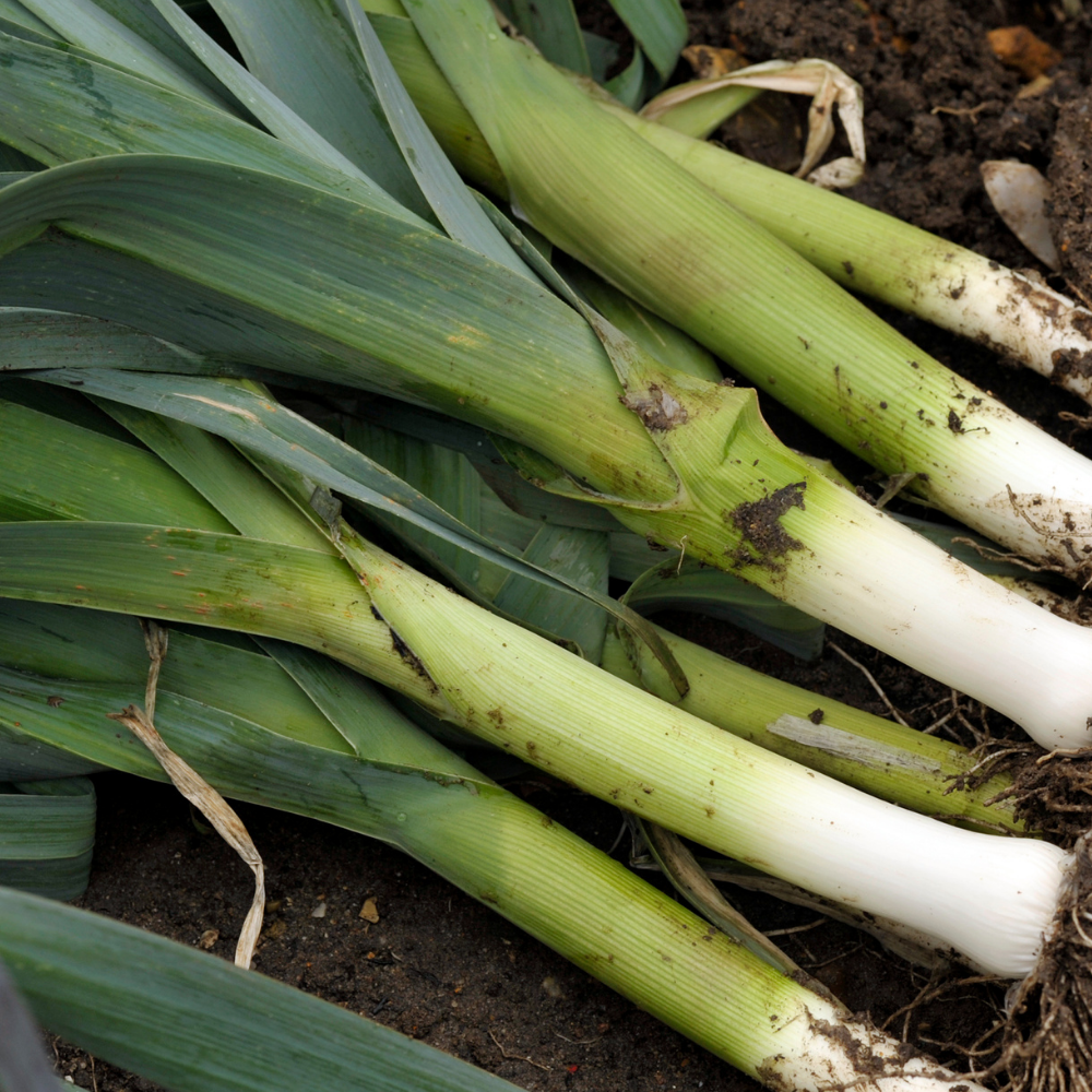 Leek - Autumn Giant