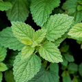 Lemon Balm