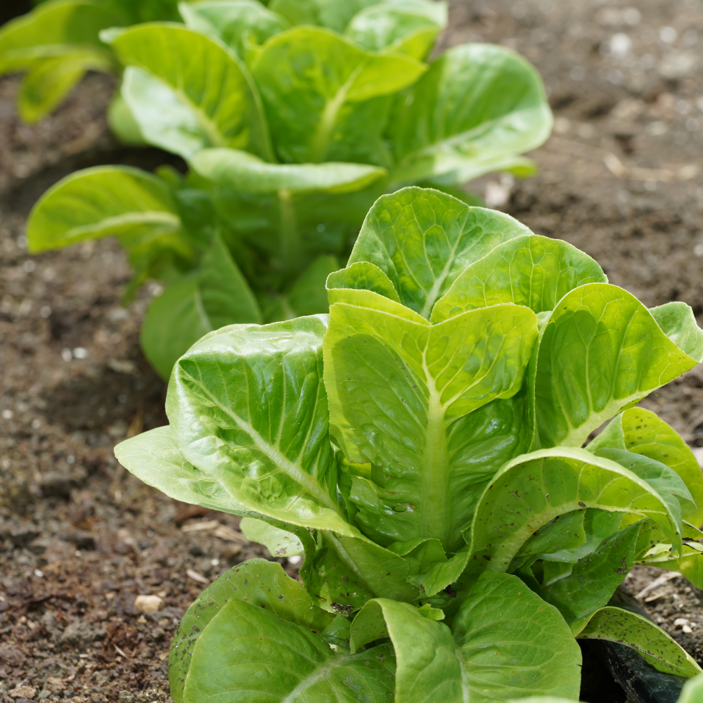 Lettuce - Little Gem