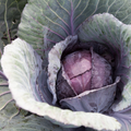 Cabbage- Red Express