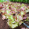 Lettuce - Lollo Rosso