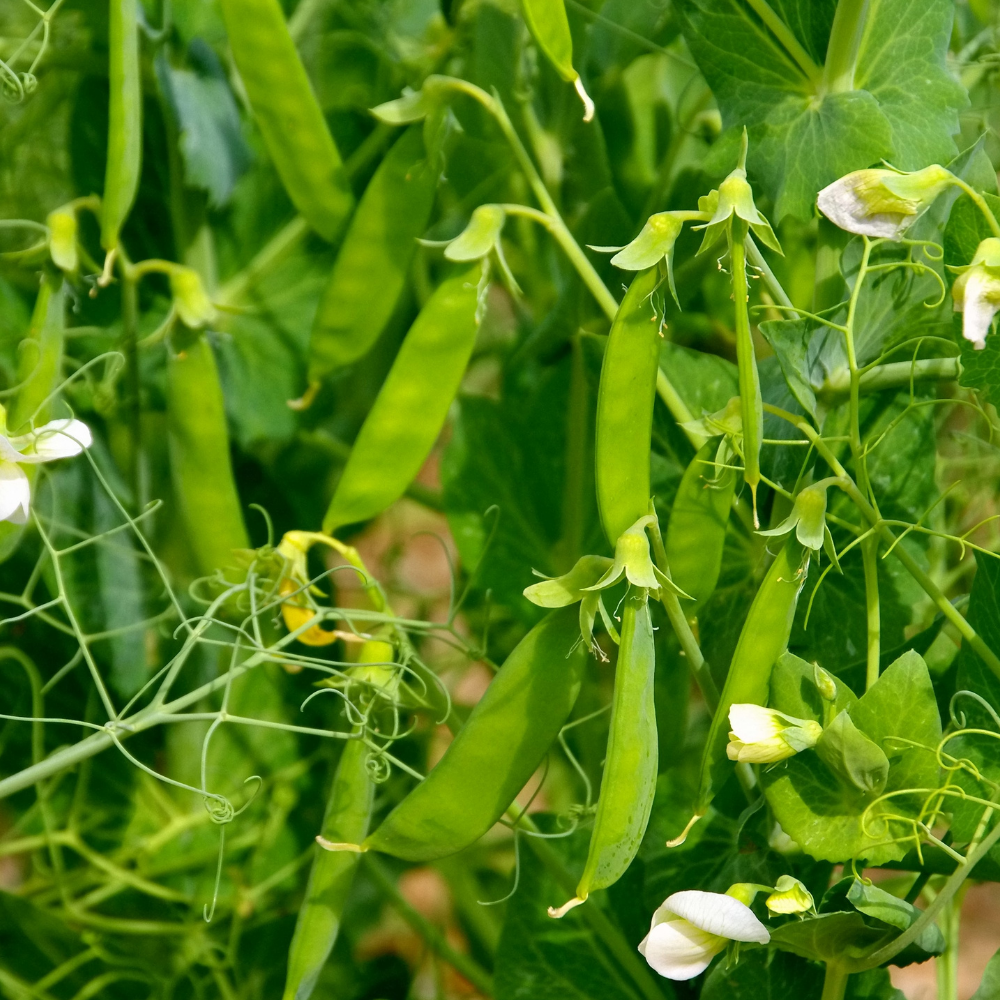 Snow Pea - Mammoth Melting