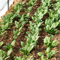 Spinach- Bloomsdale Long Standing