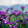 Statice - Pacific Mixed Seeds