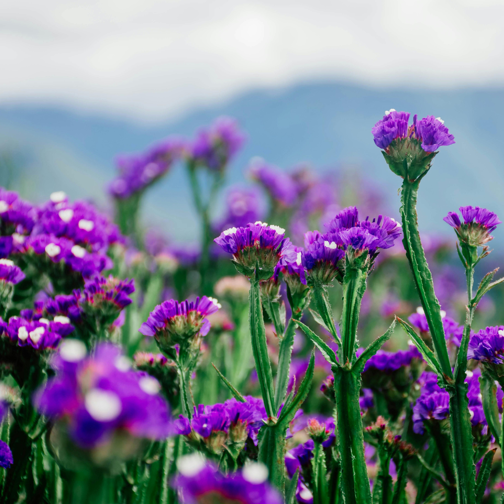 Statice - Pacific Mixed Seeds