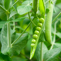 Sugarsnap Pea - Bush Type