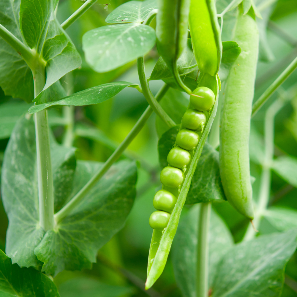 Sugarsnap Pea - Bush Type