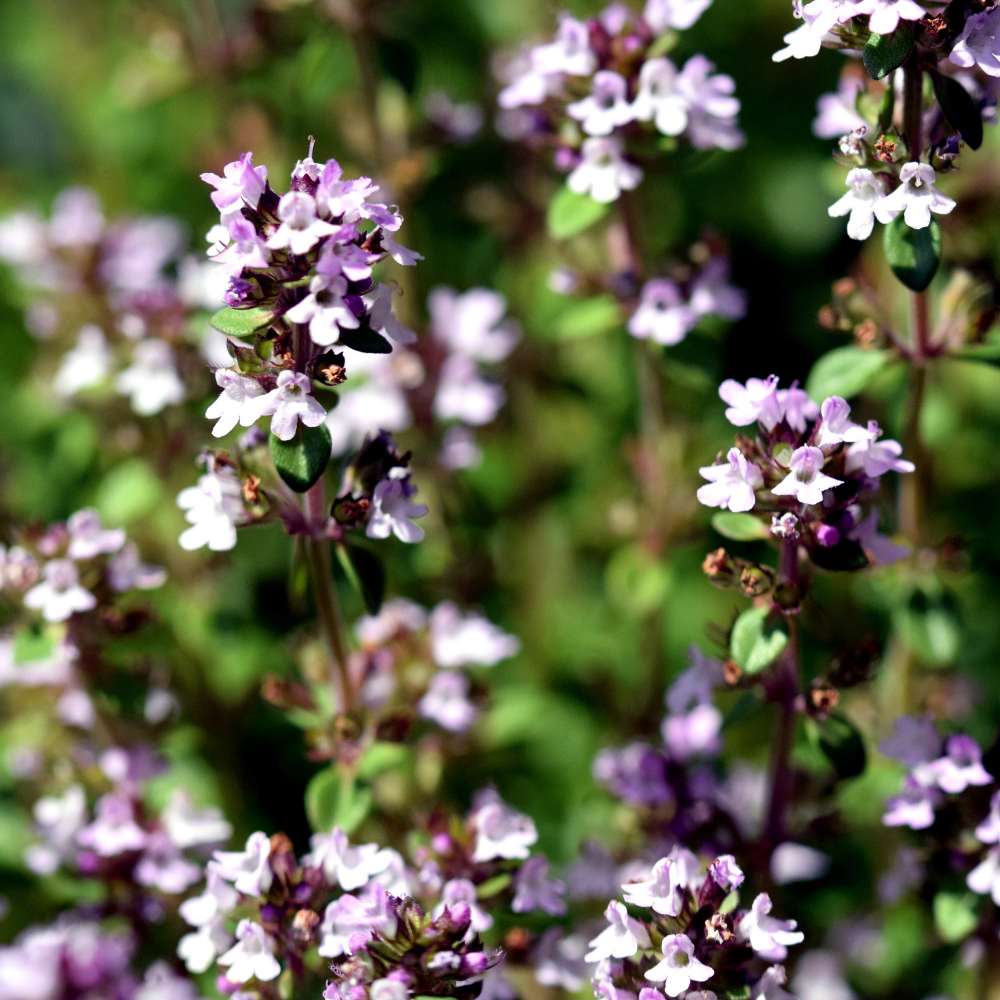 Thyme- Winter
