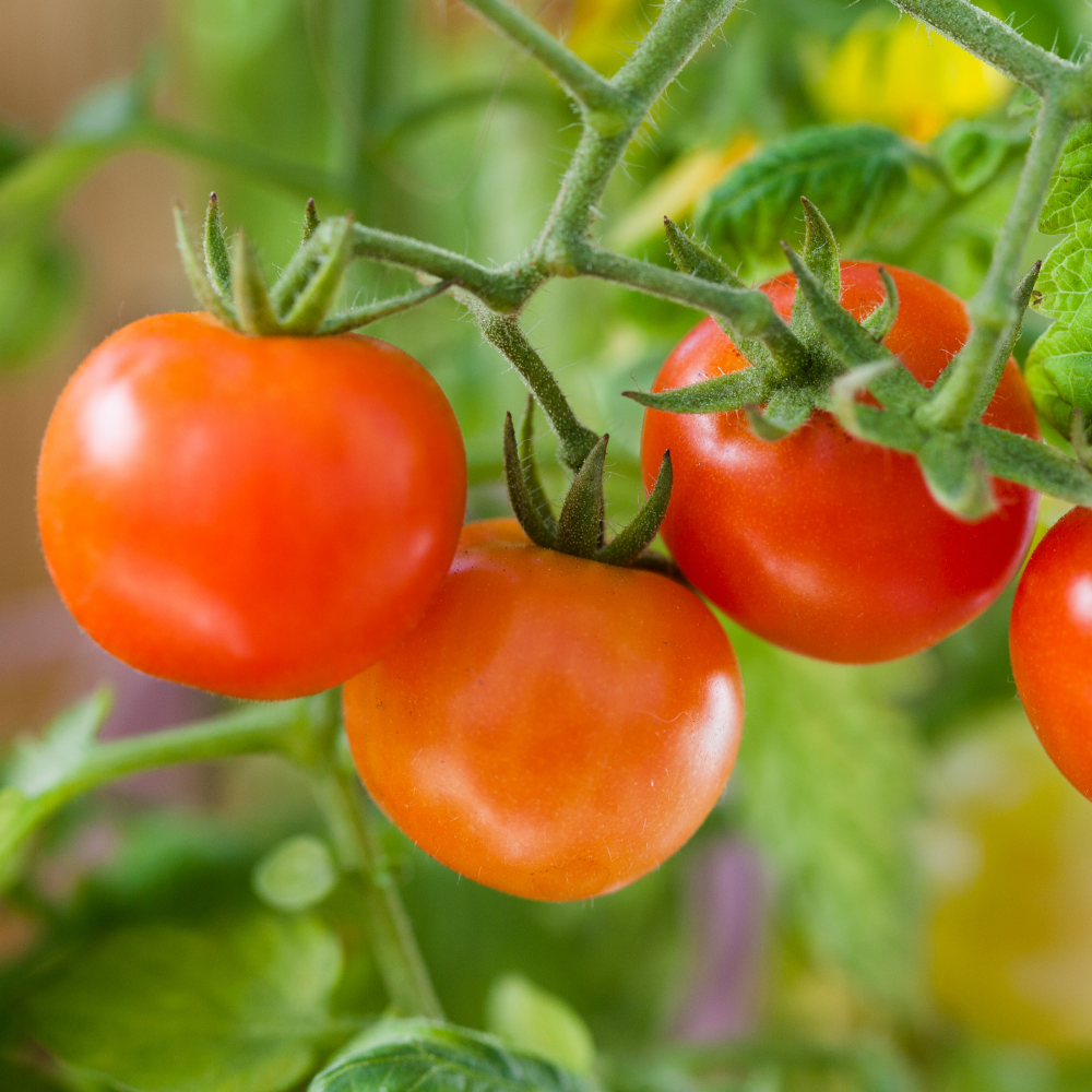 Tomato - Cherry Camp Joy
