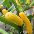 Zucchini - Yellow Straightneck